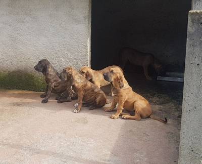 FILA BRASILEIRO FILHOTES ADORVEIS