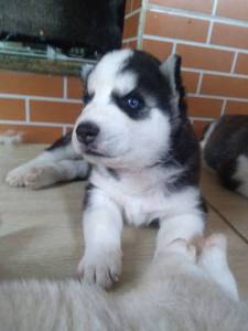 HUSKY SIBERIANO FILHOTES ADORAVEIS