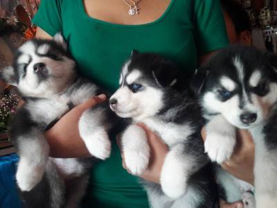 HUSKY SIBERIANO FILHOTES ADORAVEIS