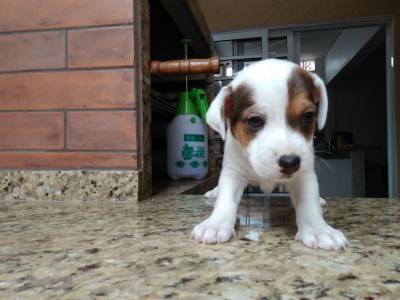 JACK RUSSEL LINDOS FILHOTES