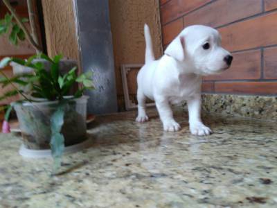 JACK RUSSEL LINDOS FILHOTES