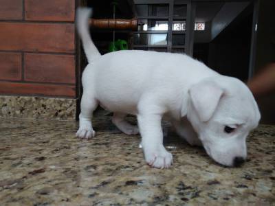 JACK RUSSEL LINDOS FILHOTES