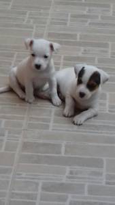 JACK RUSSEL LINDOS FILHOTES