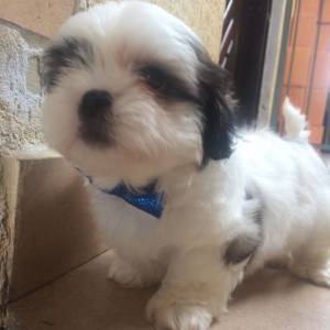 LHASA APSO  FILHOTES ADORVEIS