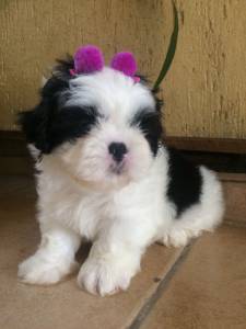 LHASA APSO  FILHOTES ADORVEIS