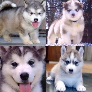 MALAMUTE DO ALASKA LINDOS FILHOTES