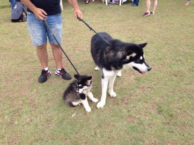 MALAMUTE DO ALASKA LINDOS FILHOTES