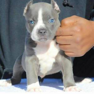 PIT BULL FILHOTES AMAVEIS