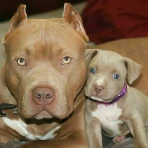 PIT BULL FILHOTES AMAVEIS