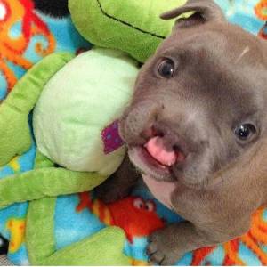 PIT BULL FILHOTES AMAVEIS