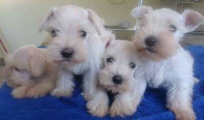 Schnauzer Preto branco e sal e pimenta