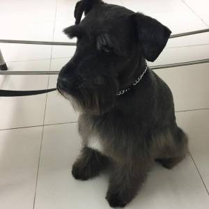 Schnauzer Preto branco e sal e pimenta