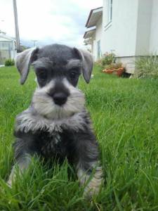 Schnauzer Preto branco e sal e pimenta