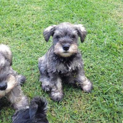 Schnauzer Preto branco e sal e pimenta