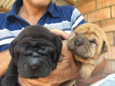 sharpei lindos filhotes