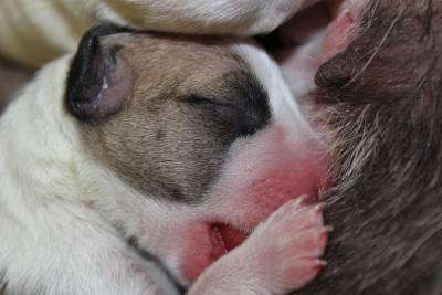 Bull Terrier Miniatura