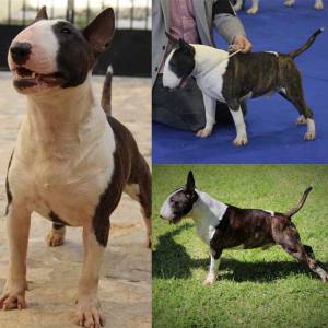 Bull Terrier Miniatura