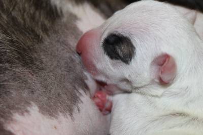 Bull Terrier Miniatura