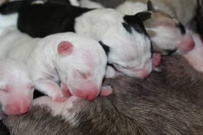 Bull Terrier Miniatura