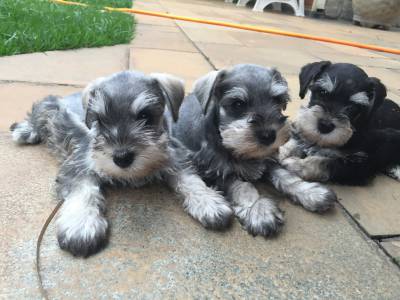 Schnauzer Miniatura filhotes