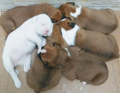 Filhotes de Boxer pedigree CBKC