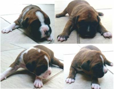 Filhotes de Boxer pedigree CBKC