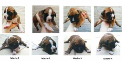 Filhotes de Boxer pedigree CBKC