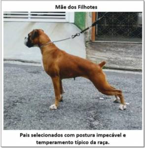 Filhotes de Boxer pedigree CBKC