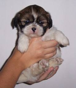 Lindos filhotes de Shih Tzu 