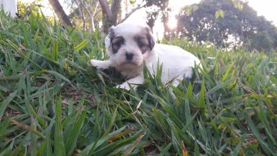 Promocao Lhasa apso machos e fmeas filhotes com  pedigree