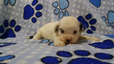 Promocao Lhasa apso machos e fmeas filhotes com  pedigree