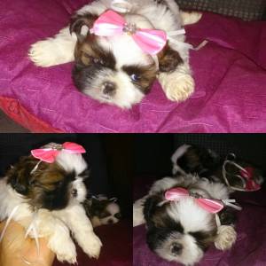 Shihtzu yorkshire poodle malts pug lulu da pomeranea Spitz alemo buldogue francs schnauzer