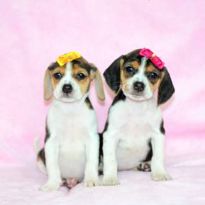 Beagle tricolor machos e fmeas
