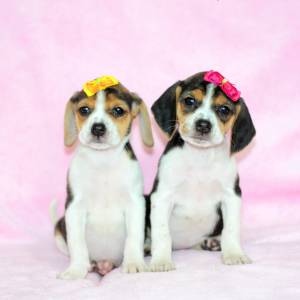 Beagle tricolor machos e fêmeas Beagle tricolor machos e fêmeas