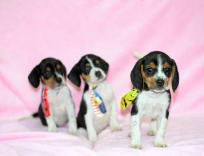 Beagle tricolor