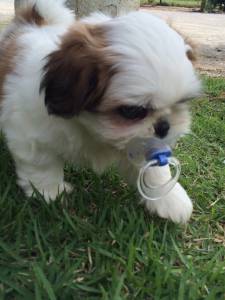 Yorkshire Shihtzu poodle