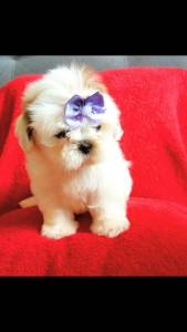 Yorkshire Shihtzu poodle