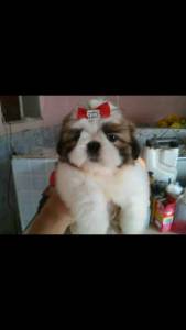 Yorkshire Shihtzu poodle