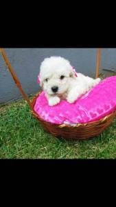 Yorkshire Shihtzu poodle