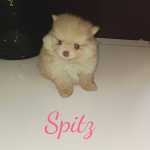 Spitz Alemo Spitz lulu da pomerania