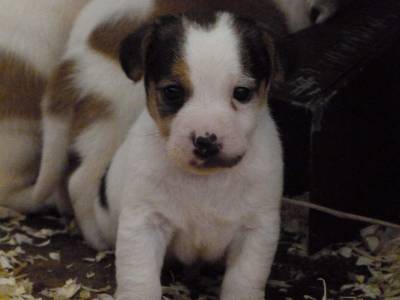 Jack Russell Terrier ninhada