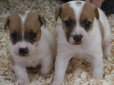 Jack Russell Terrier ninhada