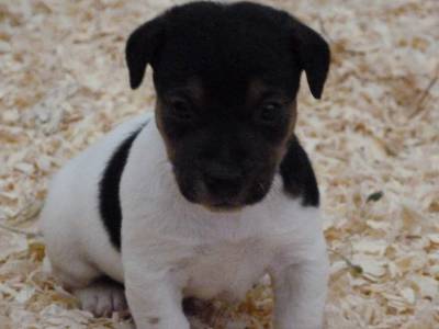 Jack Russell Terrier ninhada