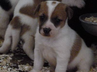 Jack Russell Terrier ninhada