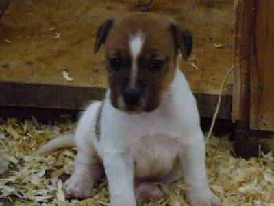 Jack Russell Terrier ninhada