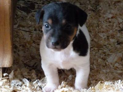 Jack Russell Terrier ninhada