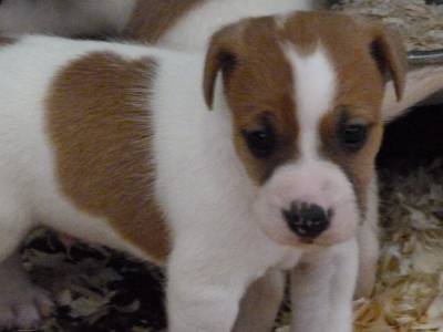 Jack Russell Terrier ninhada