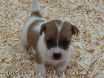 Jack Russell Terrier ninhada