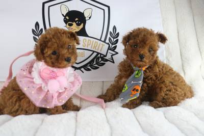 caniche toy 