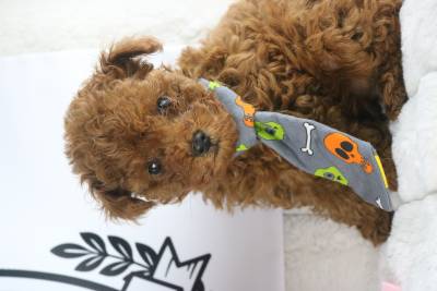 caniche toy 